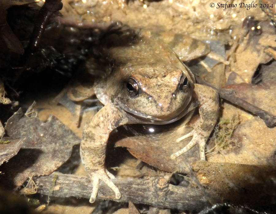 Rana italica (in canto)